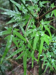 Lygodium japonicum