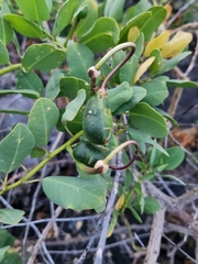 Capparis sandwichiana