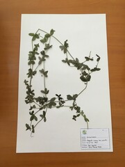 Lysimachia arvensis caerulea