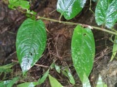 Persicaria chinensis