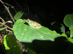 Hyloscirtus phyllognathus