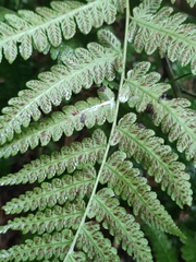 Diplazium hachijoense