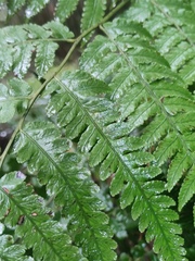 Diplazium hachijoense