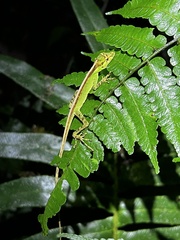 Anolis fitchi