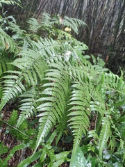 Diplazium hachijoense