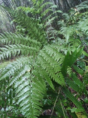 Diplazium hachijoense