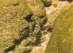 Caffrogobius nudiceps