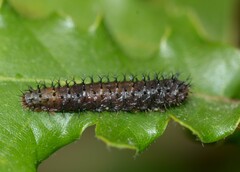 Periclista