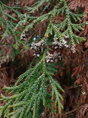 Thujopsis dolabrata