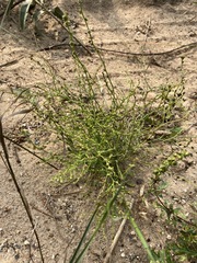 Cycloloma atriplicifolium