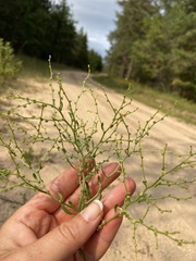 Cycloloma atriplicifolium