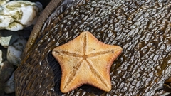 Odontaster penicillatus