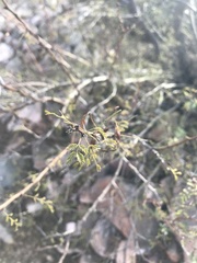 Vachellia constricta