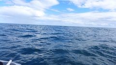 Balaenoptera physalus