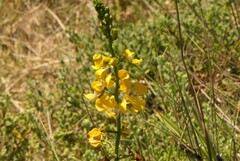 Eulophia speciosa