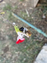 Xylocopa tabaniformis azteca