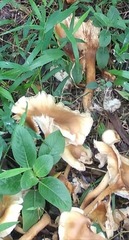 Fungi