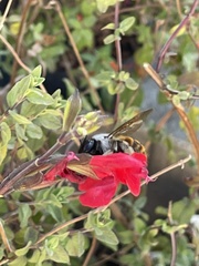 Xylocopa tabaniformis azteca