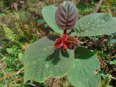 Actinidia