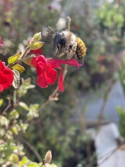 Xylocopa tabaniformis azteca