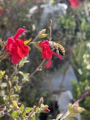 Xylocopa tabaniformis azteca