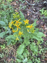 Senecio ampullaceus