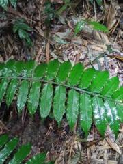 Angiopteris fokiensis