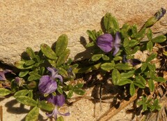 Psoralea repens