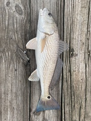 Sciaenops ocellatus