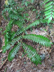 Angiopteris fokiensis