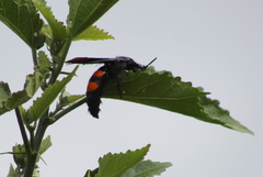 Pygodasis ephippium ephippium