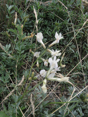Astragalus depauperatus