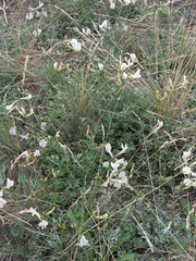 Astragalus depauperatus