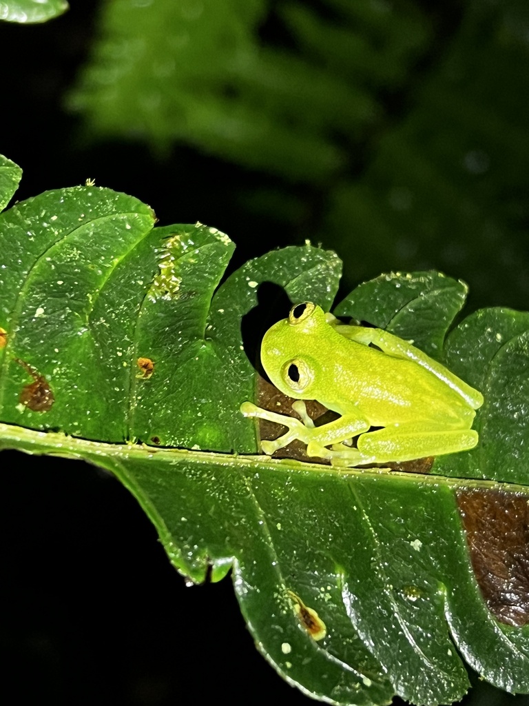 Nymphargus siren in January 2023 by Zane Libke · iNaturalist