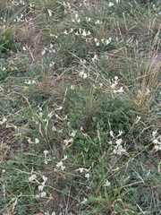 Astragalus depauperatus