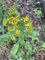 Senecio ampullaceus