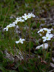 Androsace obtusifolia