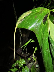 Anolis fitchi