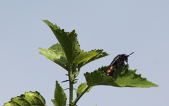 Pygodasis ephippium ephippium