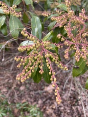 Pieris japonica