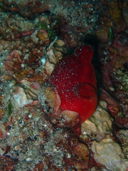 Halocynthia papillosa