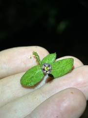 Solanum evolvulifolium
