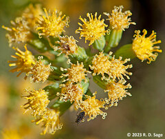 Senecio bracteolatus