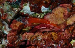 Tripterygion melanurus