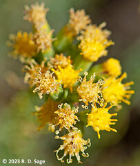 Senecio bracteolatus