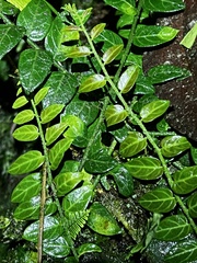 Solanum evolvulifolium