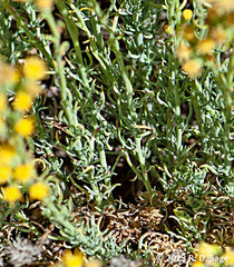 Senecio bracteolatus