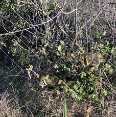 Garrya elliptica
