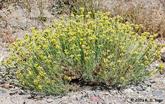 Senecio bracteolatus
