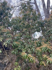 Pieris japonica